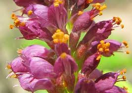 Image result for Indigofera fulvopilosa