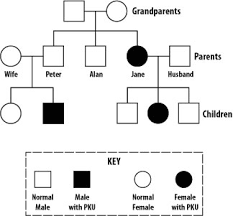 Family tree software draw your family tree diagram genopro. Solved The Genetic Disorder Phenylketonuria Pku Is Caus Chegg Com
