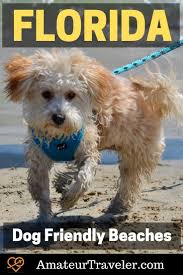 You'll find information on all of the dog beaches in florida here. 12 Dog Friendly Beaches In Florida Amateur Traveler