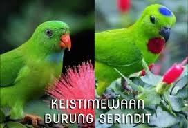 Check spelling or type a new query. Inilah Keistimewaan Burung Serindit Beserta Mitos Kepercayaan