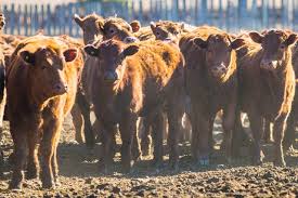 The Low For Live Cattle And Feeder Futures What The Charts