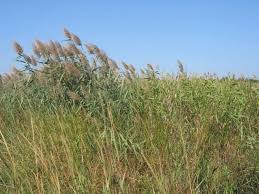 Image result for Phragmites