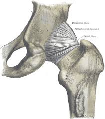 Pain, limited range of movement. Hip Anatomy Pictures Function Problems Treatment