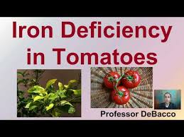 If young leaves are pale and the growing tips of your tomato plant die, suspect calcium deficiency. Iron Deficiency In Tomatoes Youtube