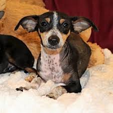 Akc registered male mini dachshund puppies, 2 boys available, 1 is black and 1 is black and tan, both are smooth coat, they have had their dew claws short and sweet…this mini dachshund puppy is looking for a loving furever family! Dachshund Puppies For Sale In Minnesota Adoptapet Com