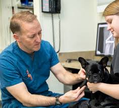 Veterinary surgery in visalia for dogs, cats & birds. Veterinary Surgery In Charlotte Nc Cat Dog Surgery