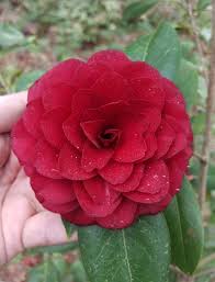 Camellia Japonica Tudor Baby Beautiful Flowers Camellia Flowers