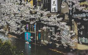 Pink cherry blossom wallpaper, hd png download. Japan Cherry Blossom Street Raining Scenic Pretty Japanese Cherry Blossom 1920x1200 Wallpaper Teahub Io