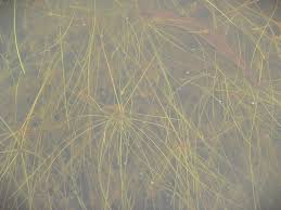 Image result for Eleocharis confervoides