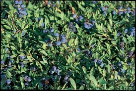 Image result for Vaccinium stanleyi