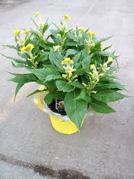 6 0 Celosia Hot Topic Yellow