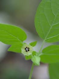 Image result for Physalis pubescens