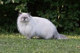 Persian Cat Breed Information Pictures Characteristics Facts