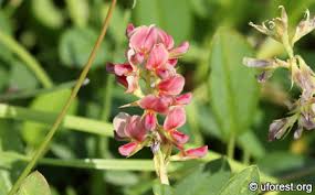 Image result for Alysicarpus zeyheri