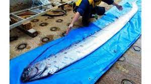 Ikan kod merupakan jenis ikan yang hidup di perairan laut lepas. Penyuka Ikan Laut Sebaiknya Hati Hati Ini 12 Jenis Ikan Berbahaya Dikonsumsi Tribun Jambi