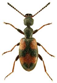 Image result for Antherothamnus