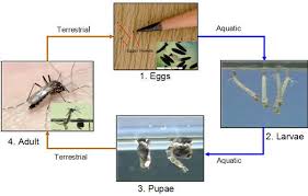 Pin On Homeschooling Lesson Ideas Material