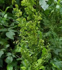 Image result for Rumex crispus