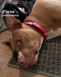 Looking For Some Funny Memes Hilarious Funny Memes That Would Make You Laugh Checkout Some Of Recen Lustige Tiermemes Lustige Katzen Videos Lustige Hund Meme
