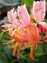 Honeysuckle Honeysuckle Flower Beautiful Flowers Amazing Flowers