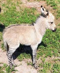 Maybe you would like to learn more about one of these? This Is A Mini Zonkey The Offspring Of A Zebra And A Mini Donkey Interestingasfuck