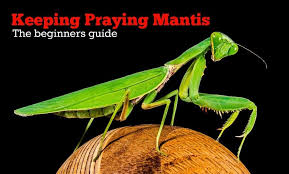 Keeping Praying Mantis As Pets The Beginners Guide Pbs Pet Travel Praying Mantis Keep Praying Weird Animals