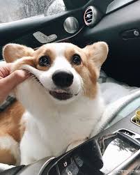 Cute Corgi Corgi Dog Cute Animals Cute Baby Animals