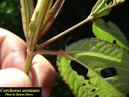 Image result for Corchorus aestuans