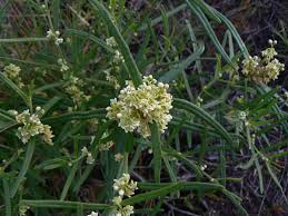 Image result for Vincetoxicum sylvaticum