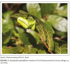 Image result for Oncinotis tenuiloba