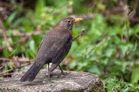 Amsel (Turdus Merula) Weiblicher Vogel Thront Auf Einem Baumstumpf, Einem  In Großbritannien Und Europa Verbreiteten Gartenvogel Lizenzfreie Fotos,  Bilder und Stock Fotografie. Image 150753613.