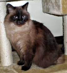 Siamese Cat On Pinterest 33 Pins Siamese Cats Siamese Kittens Cats