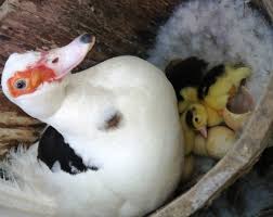 Maybe you would like to learn more about one of these? Raising Muscovy Ducks The Hedgecombers