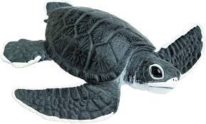 The loggerhead sea turtle or loggerhead, (caretta caretta), is a type of turtle that lives in the sea. Amazon Com Safari Ltd Incredible Creatures Sea Turtle Baby Toys Games