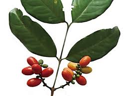 We did not find results for: Ingin Persalinan Lancar Khasiat Daun Melinjo Untuk Ibu Hamil Hingga Mencegah Kanker Tips Dokter Cantik