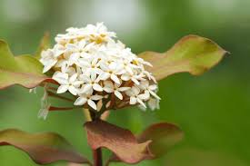 Image result for Acokanthera schimperi