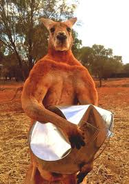 This Super Muscly Kangaroo Crushes Metal Buckets For Fun Red Kangaroo Kangaroo Animals