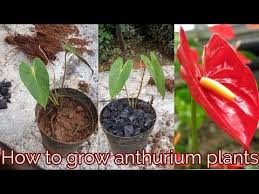How To Grow Anthurium Plants Youtube Anthurium Plant Plants Anthurium