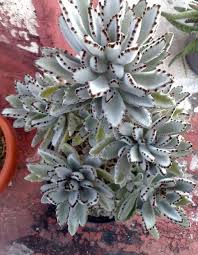 The Panda Plant Botanical Name Kalanchoe Tomentosa Succulents Planting Succulents Succulent Landscaping