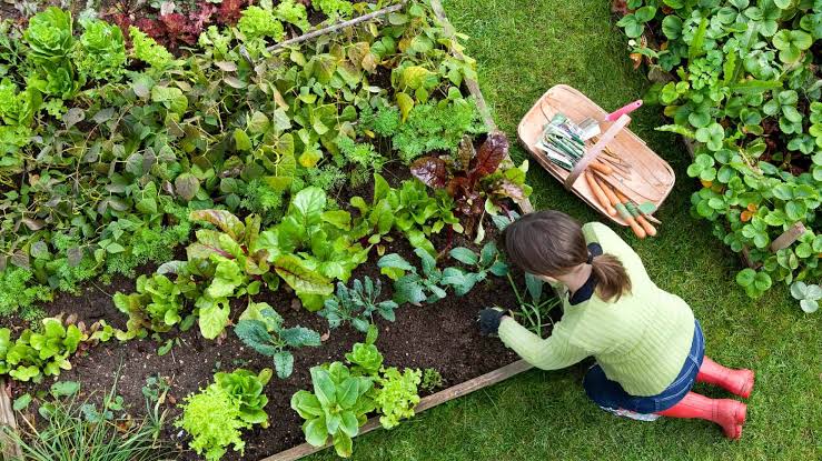 Carefully transitioning seedlings outdoors ensures they survive the shock of transplanting, AI generated