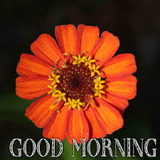 Morning is the best time to send texts to our friends.it is a gentle but very subtle reminder that we are thinking of them right at the beginning of the day. Sweet Good Morning Messages For Her 2020 Cute Have A Nice Day Texts For Girlfriend Beautiful Messages