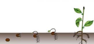 مراحل إنبات البذور Agriculture