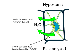 Learn the definitions of hypertonic, hypotonic, and isotonic solutions and what happens to plant and animal cells when they are. How Do Hypertonic Solutions Effect Plant Cells Socratic