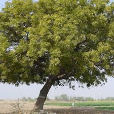 Image result for Azadirachta