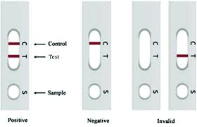 Inside the device is a strip of test paper that changes colour in the presence of. Development Of A Lateral Flow Immunoassay Strip For Rapid Detection Of Igg Antibody Against Sars Cov 2 Virus Analyst Rsc Publishing