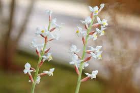 Image result for Lotus discolor