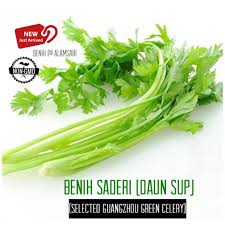 Ketiga penyakit paling biasa yang menimbulkan seledri adalah. Benih Seeds Daun Saderi Sup Shopee Malaysia