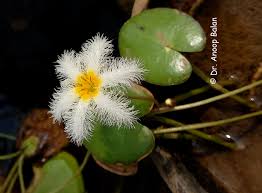 Image result for Nymphoides milnei