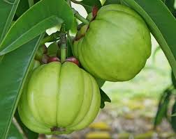 Air asam cooking recipes recipes homemade spices. Malaysia S Mysterious Medicine 10 Natural Treatments Mm2h