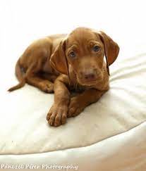 Vizsla Puppy Vizsla Puppies Puppies Vizsla
